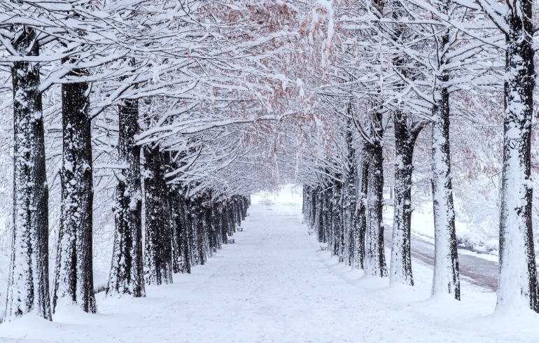Специалист «Фобоса» рассказал, когда в Москву придет метеорологическая зима