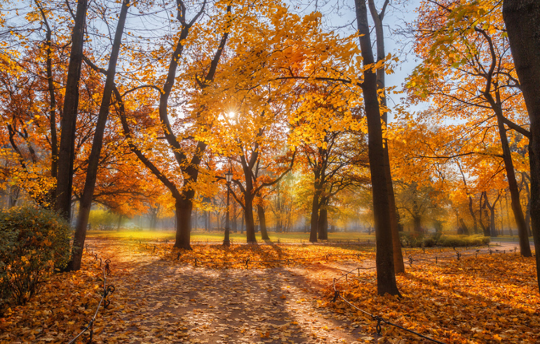 Осень в Москве. Парк «Сокольники»