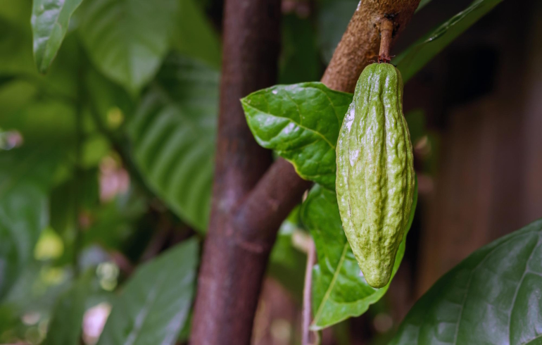 Зелёный плод шоколадного дерева (какао)