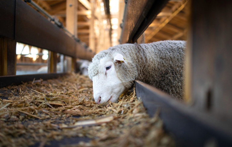 На «Городской ферме» на ВДНХ поселились овцы пород лакон и дорпер